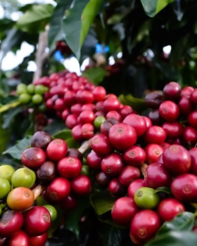 tanaman-kopi
